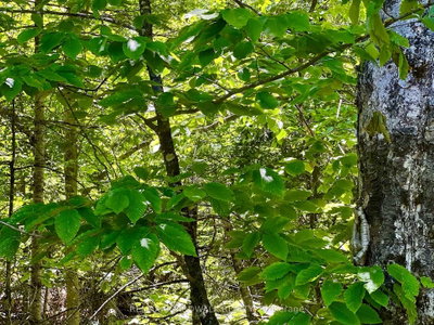 00 Buckshot Lake Road • Cloyne, ON photo 9
