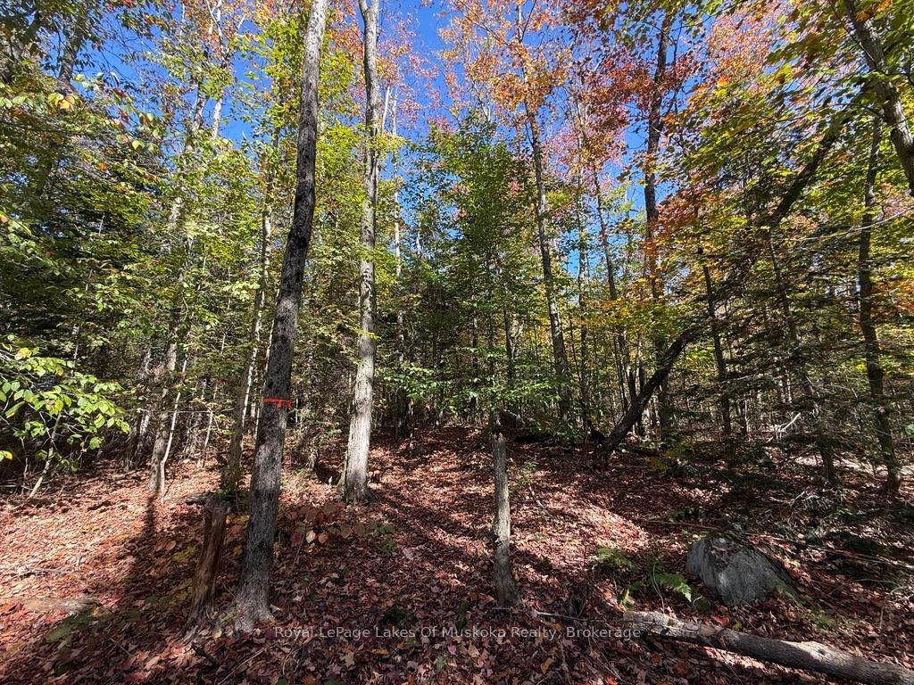 1118 Stoney Road • Ryerson, ON photo 14