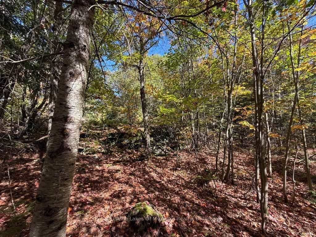 1118 Stoney Road • Ryerson, ON photo 15
