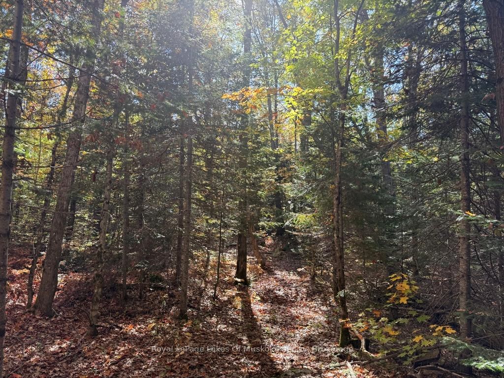 1118 Stoney Road • Ryerson, ON photo 17