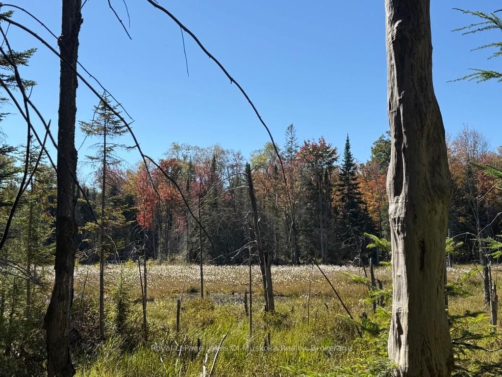 1118 Stoney Road • Ryerson, ON photo 20