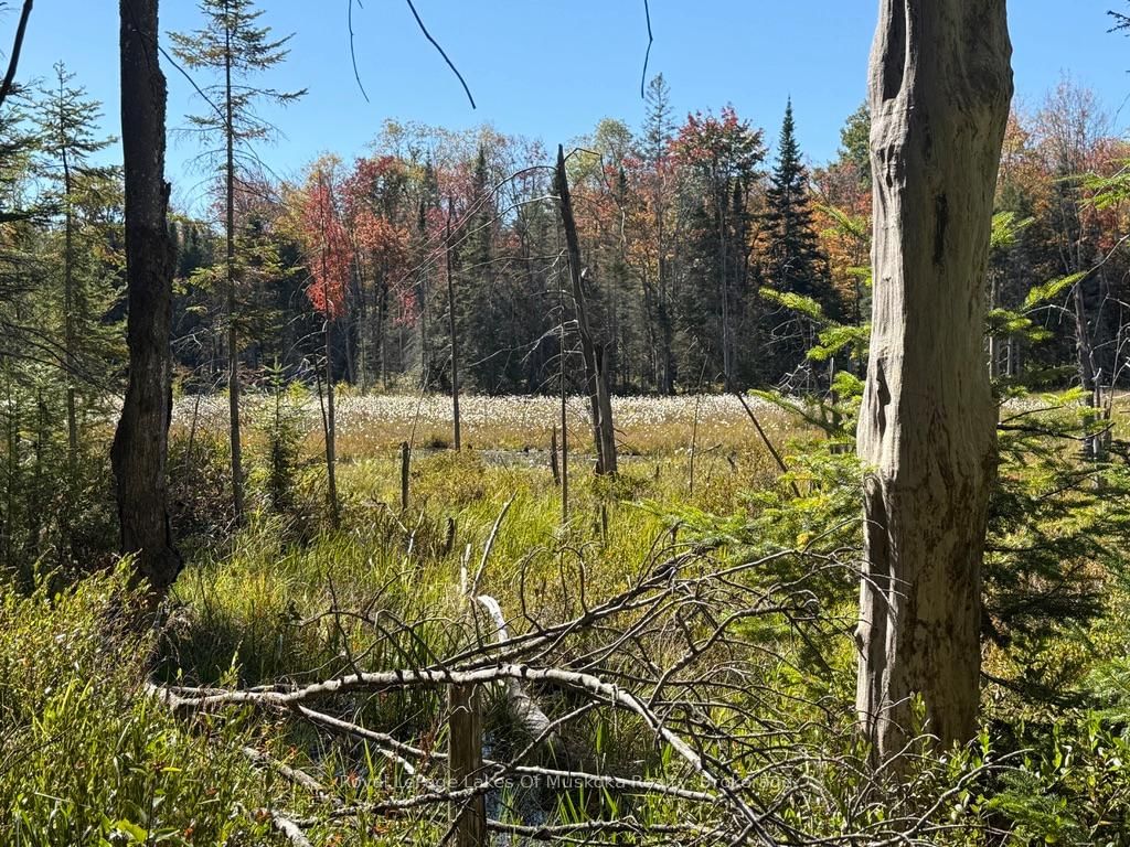 1118 Stoney Road • Ryerson, ON photo 21