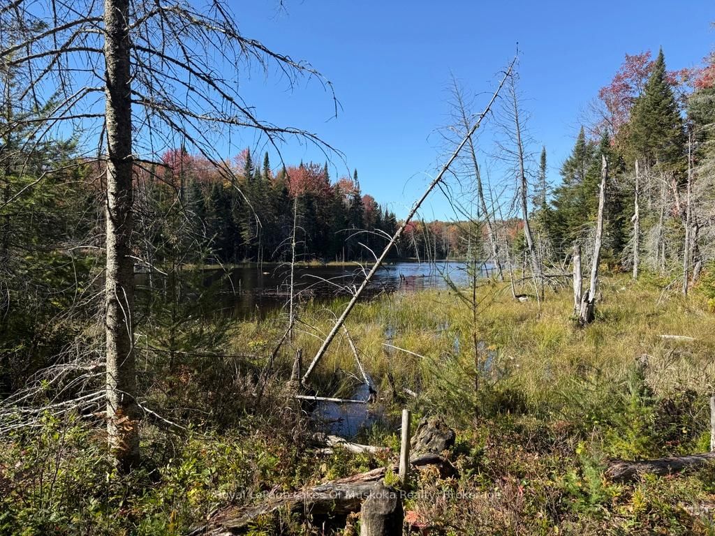 1118 Stoney Road • Ryerson, ON photo 22