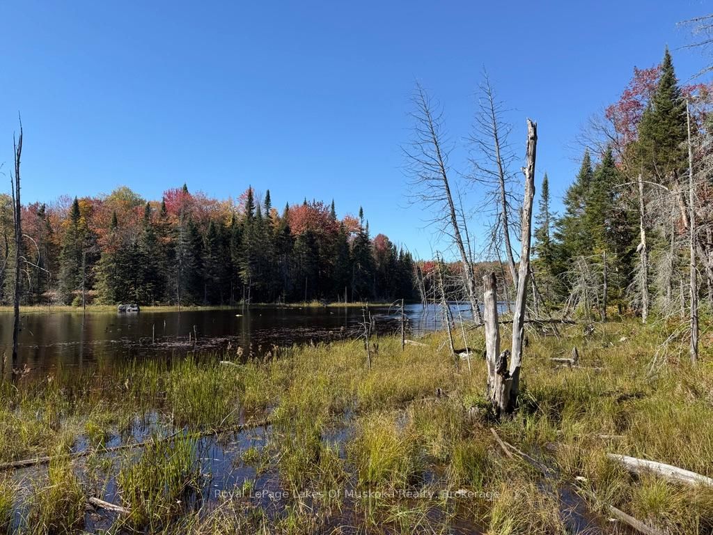 1118 Stoney Road • Ryerson, ON photo 24