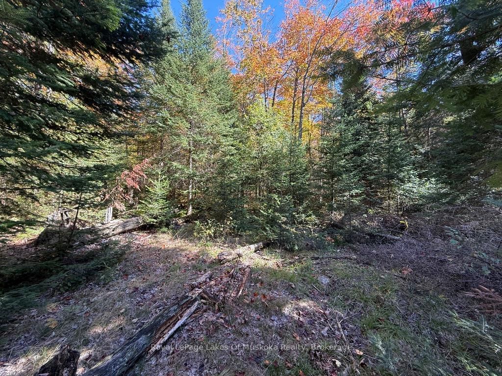 1118 Stoney Road • Ryerson, ON photo 28