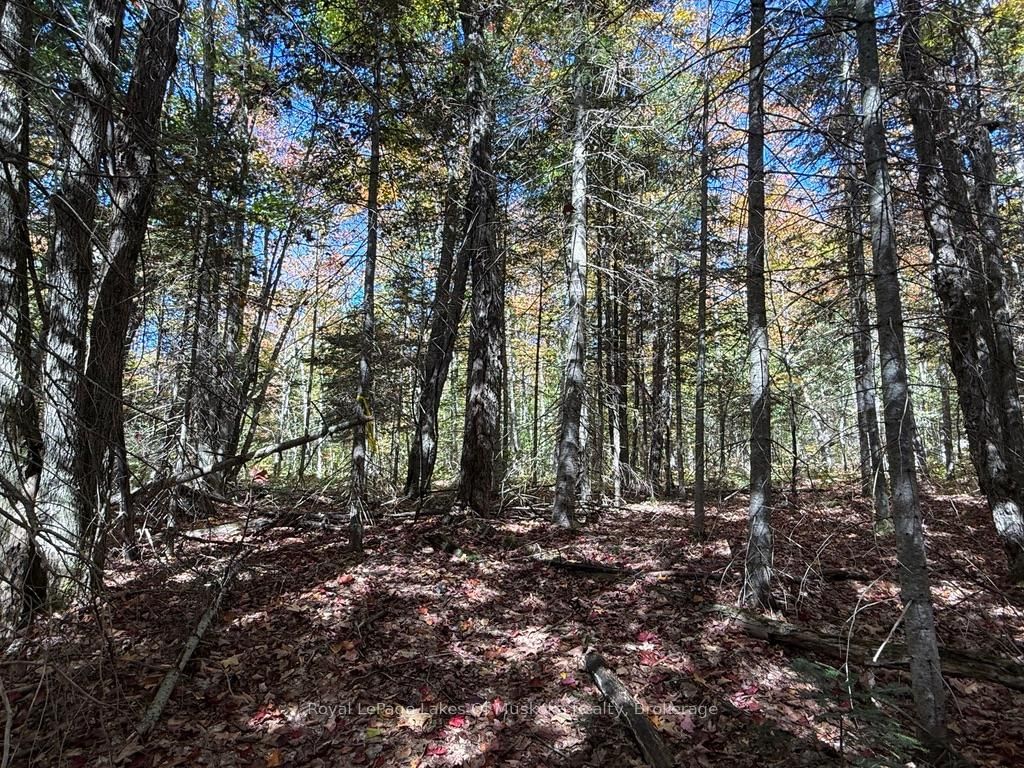 1118 Stoney Road • Ryerson, ON photo 31