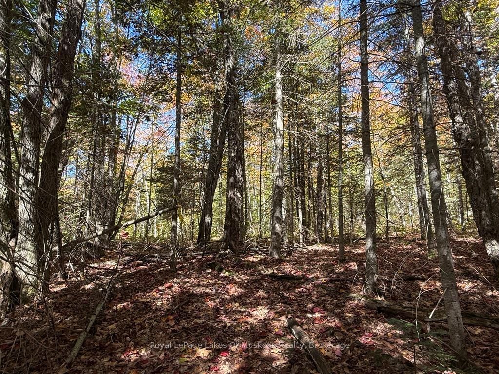 1118 Stoney Road • Ryerson, ON photo 32