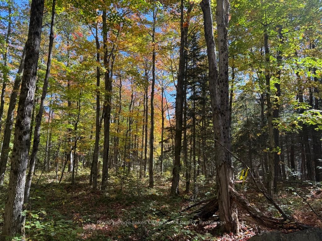 1118 Stoney Road • Ryerson, ON photo 39