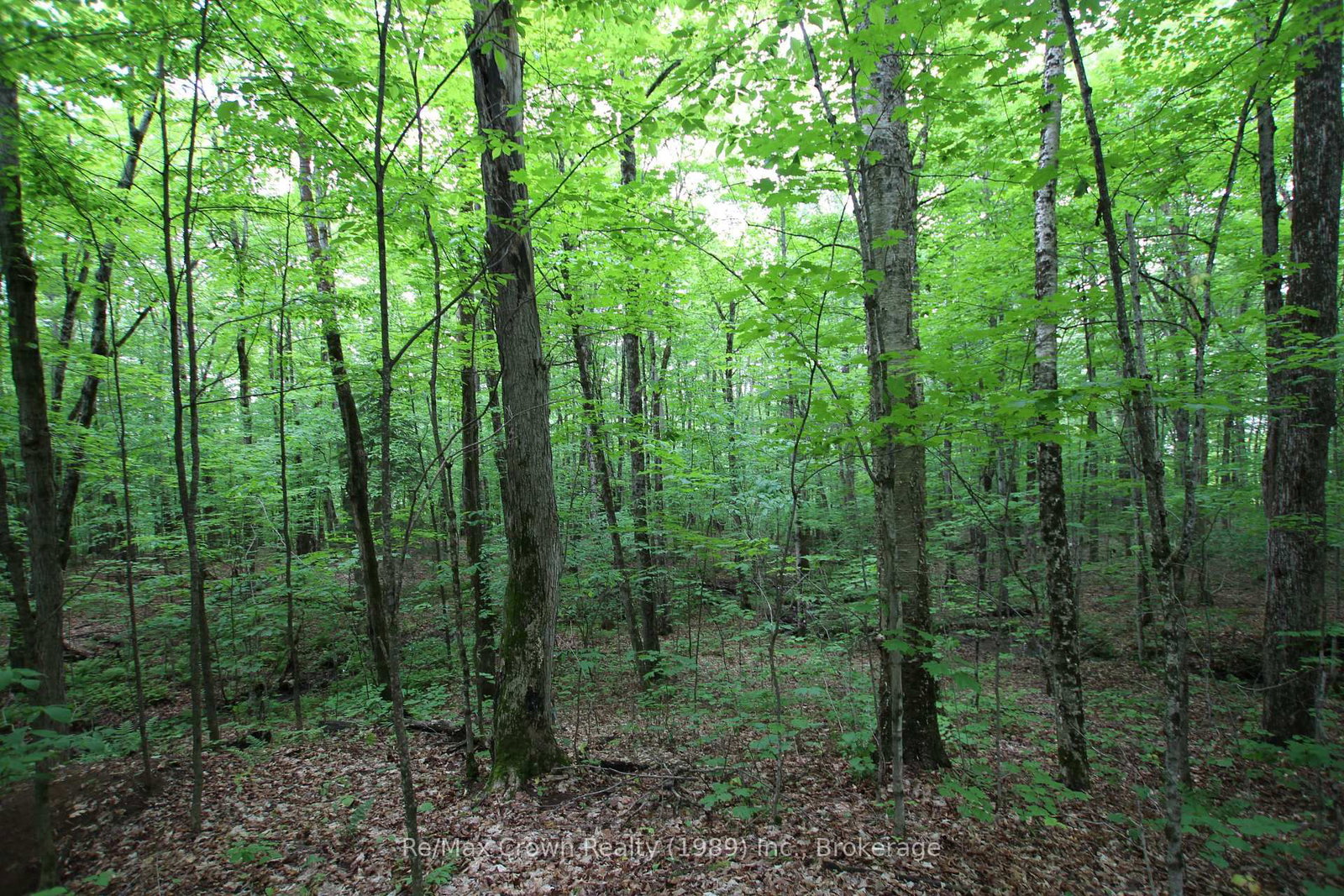 0 Limberlost Point Road • Parry Sound Remote Area, ON photo 15