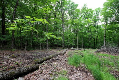 0 Limberlost Point Road — more photos