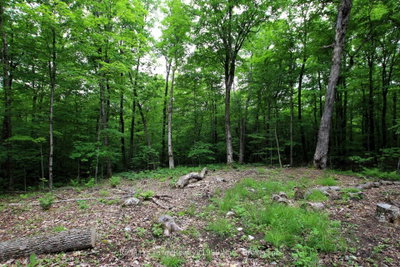 0 Limberlost Point Road • Parry Sound Remote Area, ON photo 8