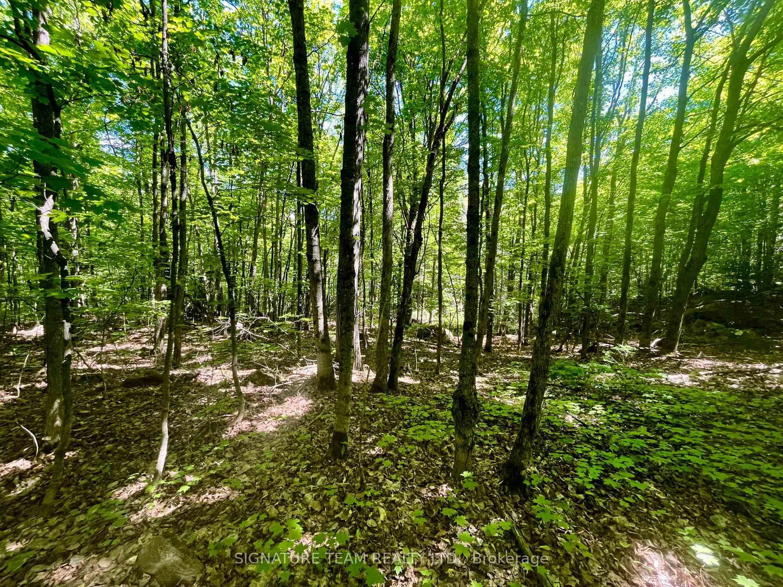Pt Lt's 5 & 6 Foymount Road • Foymount, ON photo 10