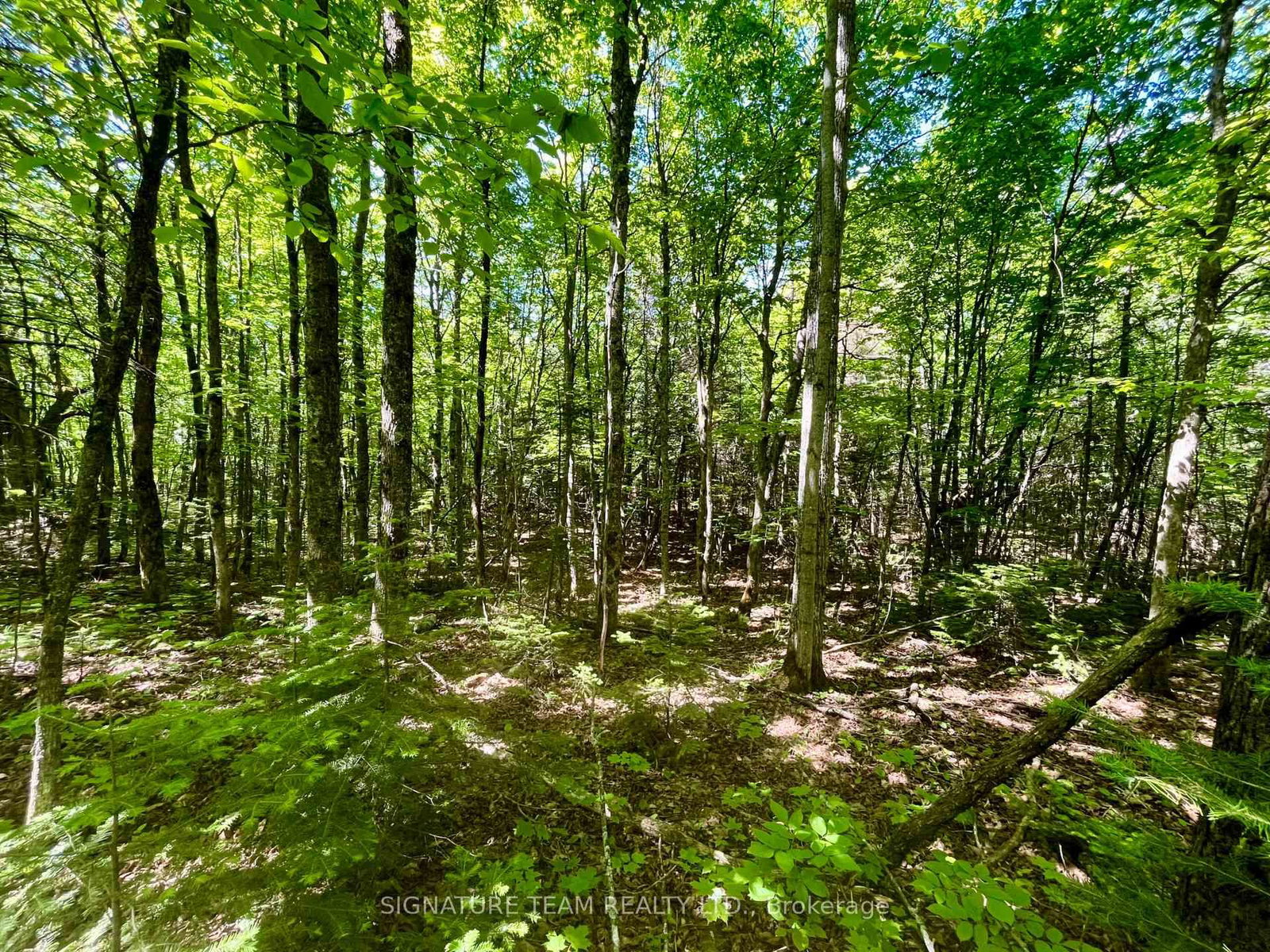 Pt Lt's 5 & 6 Foymount Road • Foymount, ON photo 16