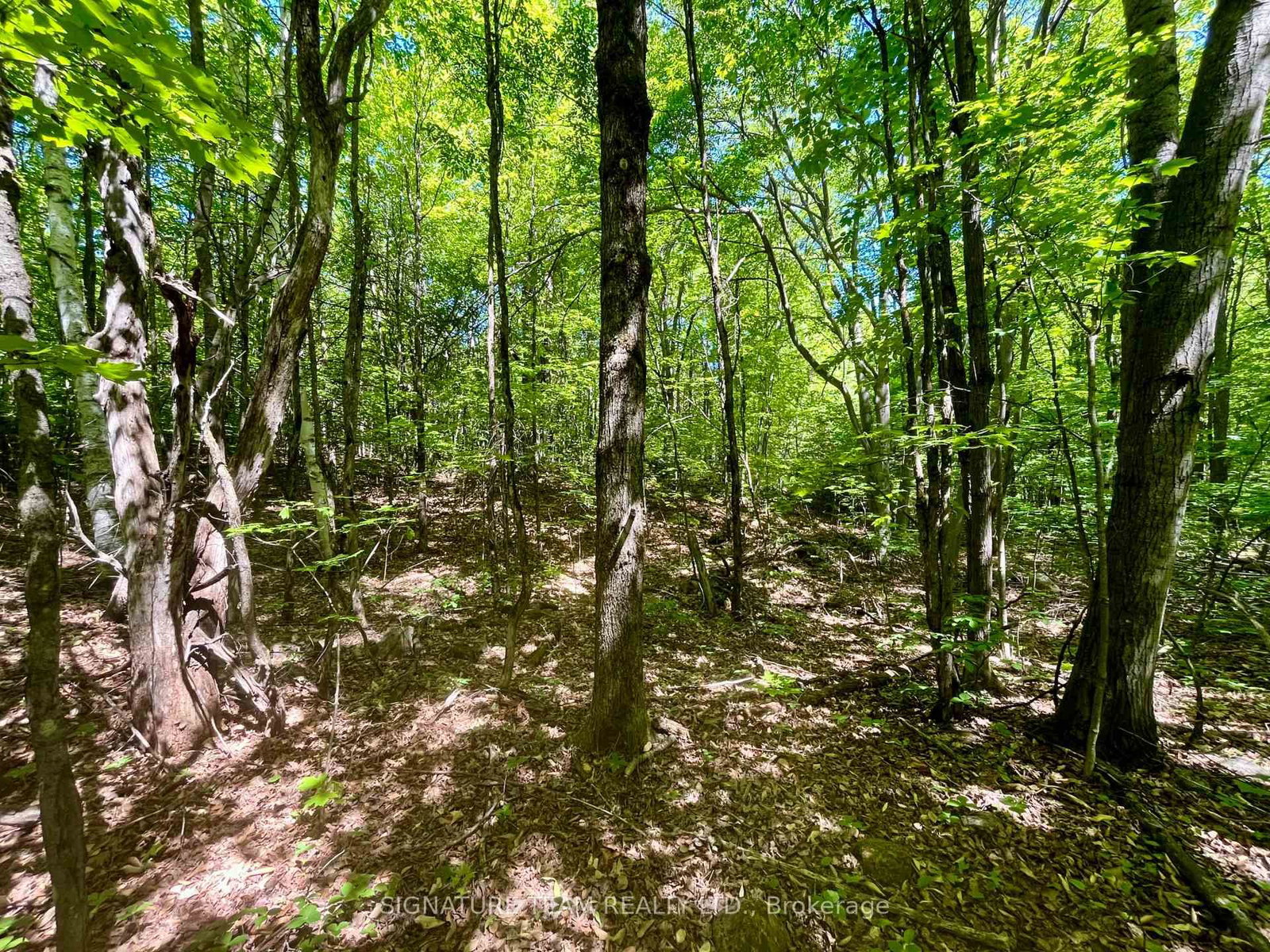 Pt Lt's 5 & 6 Foymount Road • Foymount, ON photo 17