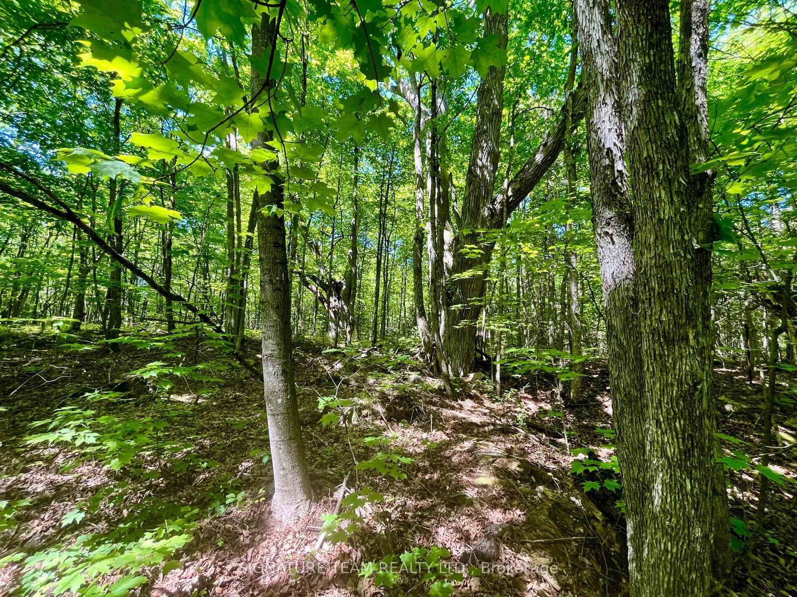 Pt Lt's 5 & 6 Foymount Road • Foymount, ON photo 21