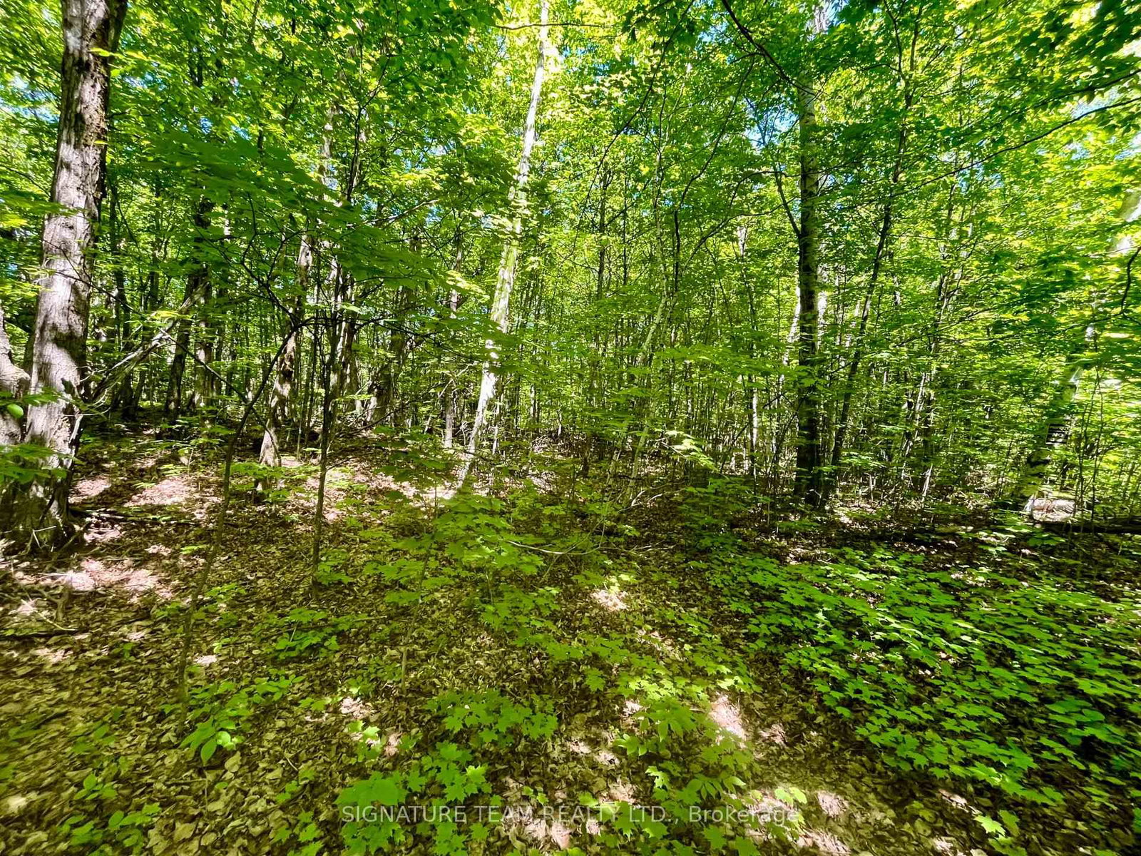 Pt Lt's 5 & 6 Foymount Road • Foymount, ON photo 23