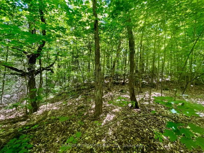 Pt Lt's 5 & 6 Foymount Road • Foymount, ON photo 6