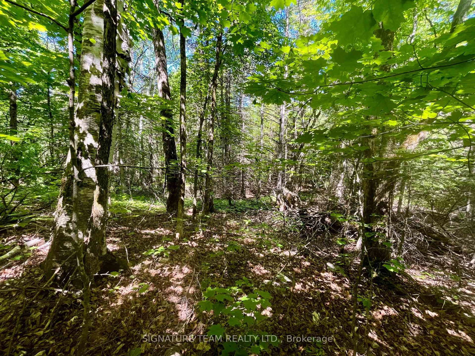 Pt Lt's 5 & 6 Foymount Road • Foymount, ON photo 8