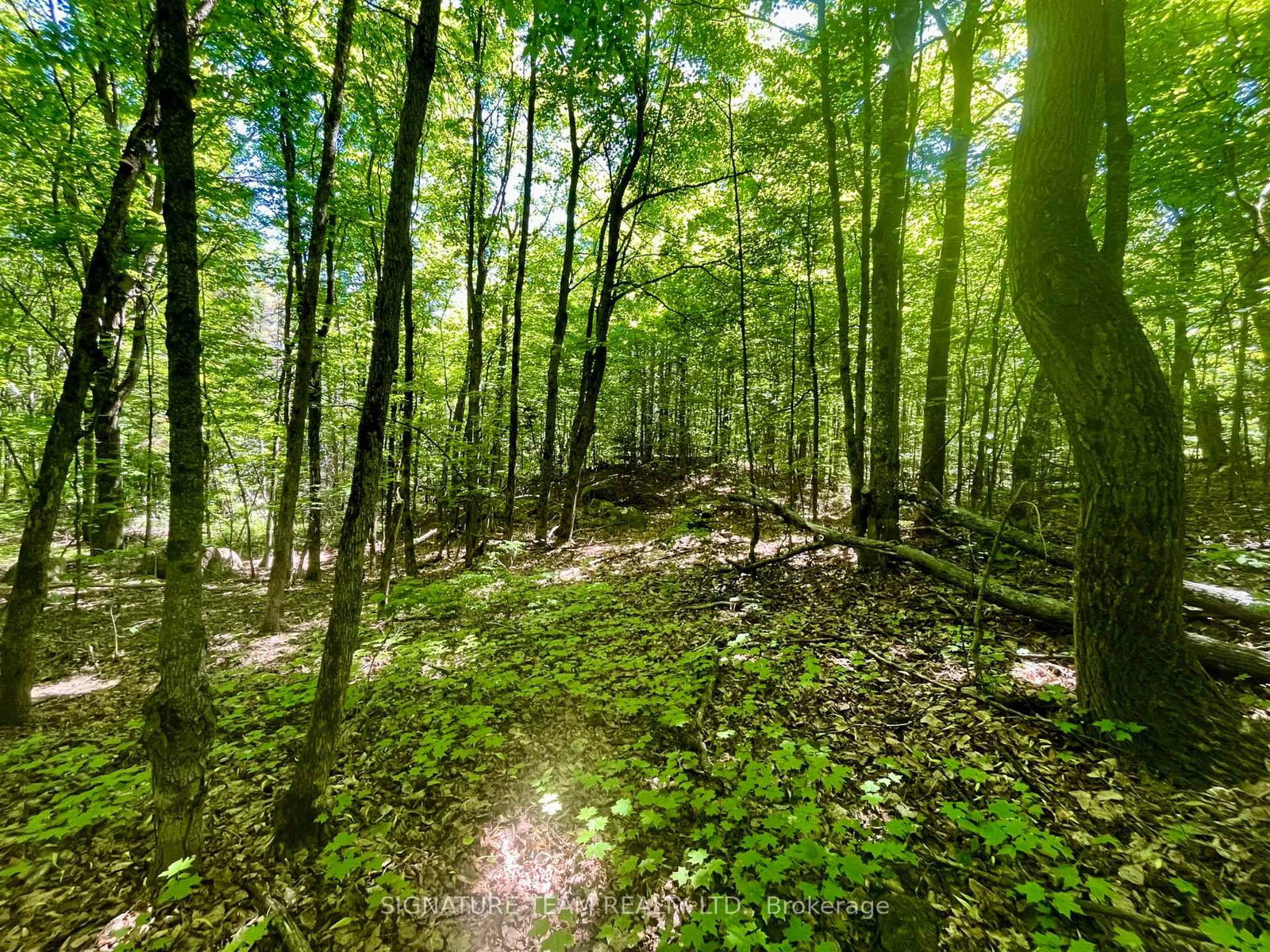 Pt Lt's 5 & 6 Foymount Road • Foymount, ON photo 9