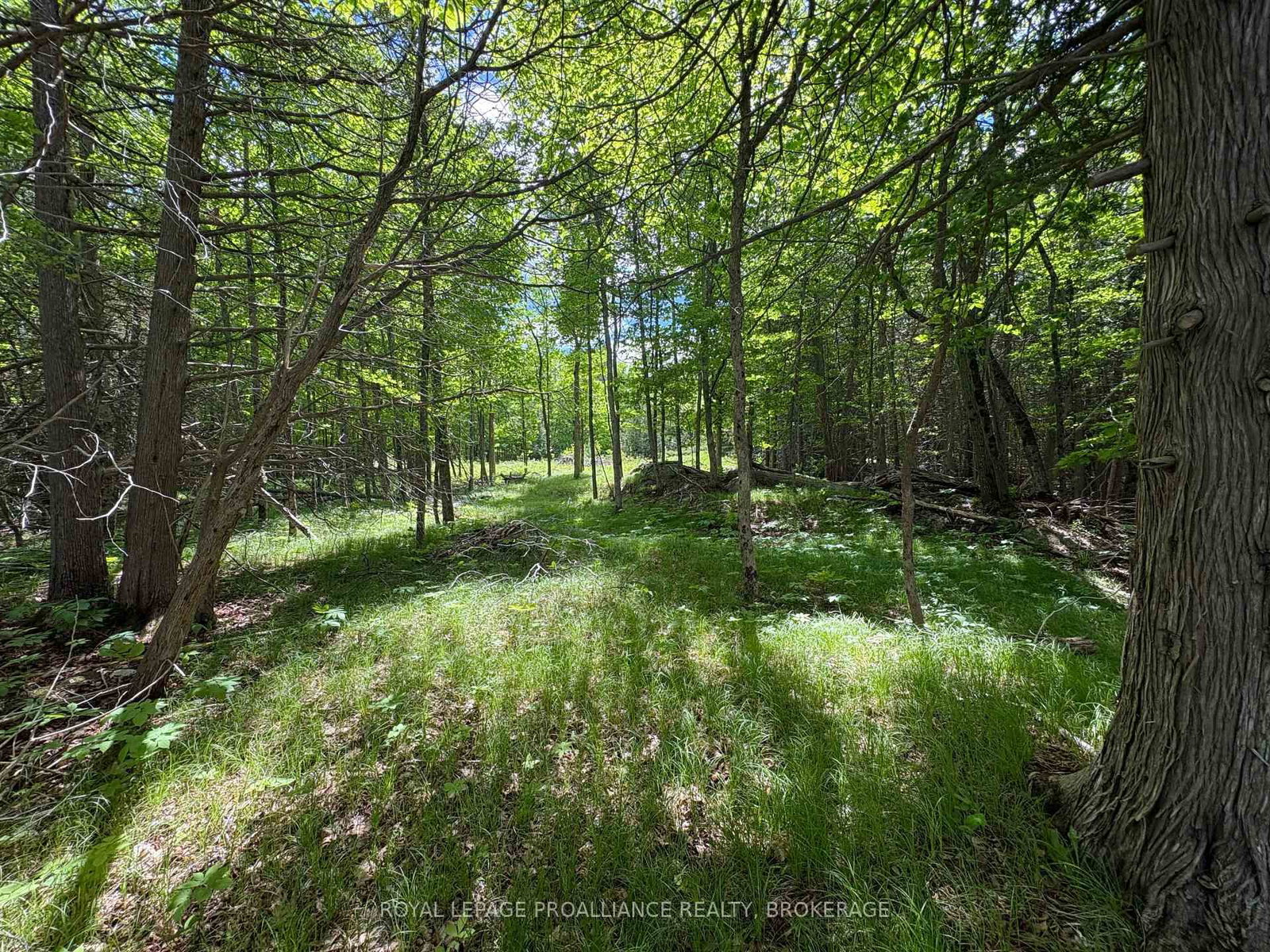 2220 Silver Rock Lane • Hartington, ON photo 11