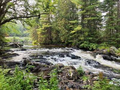 8847 Highway 28 • North Kawartha, ON photo 3
