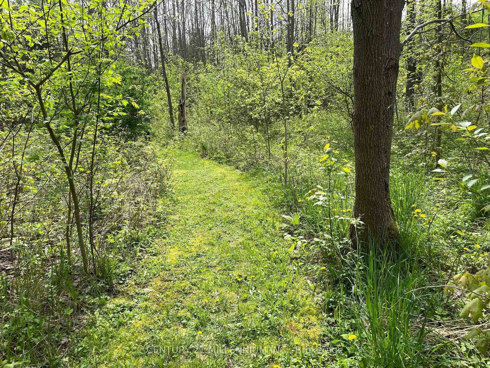 597334 2nd Line W • Mulmur, ON photo 37
