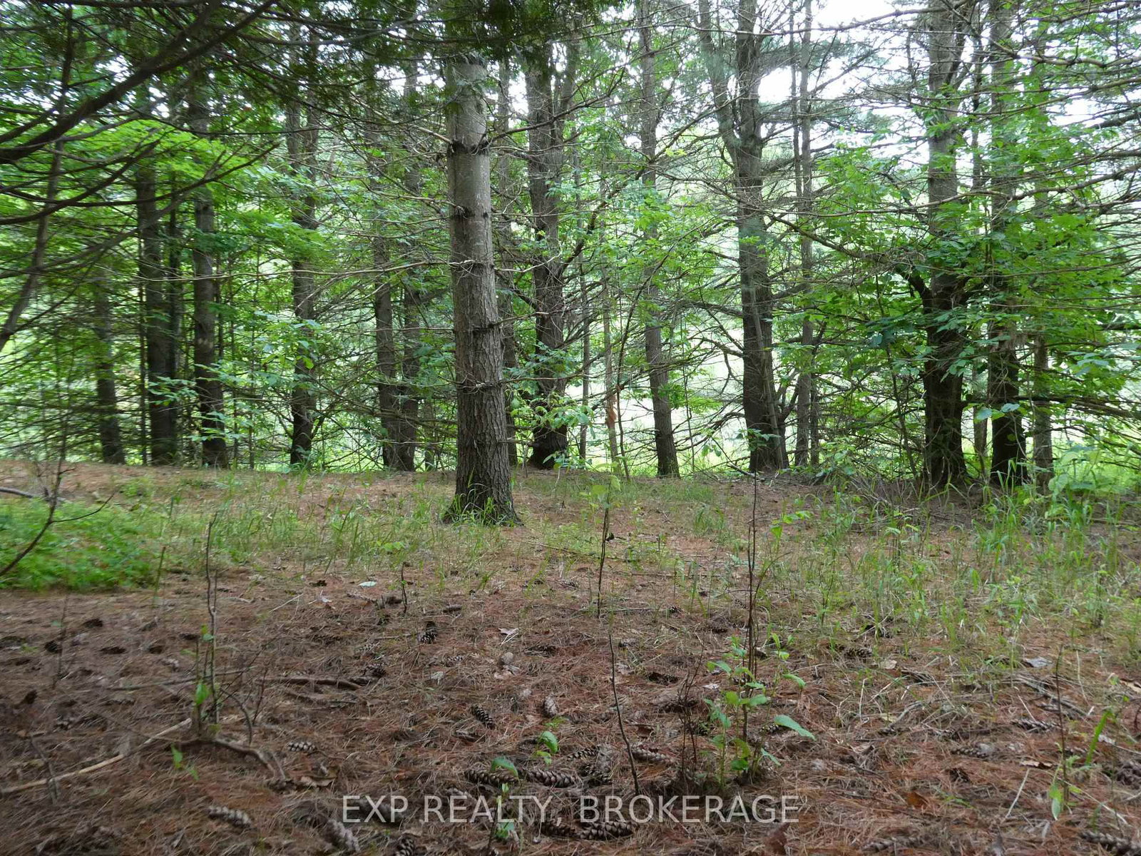 1931 ELM TREE Road • Arden, ON photo 10