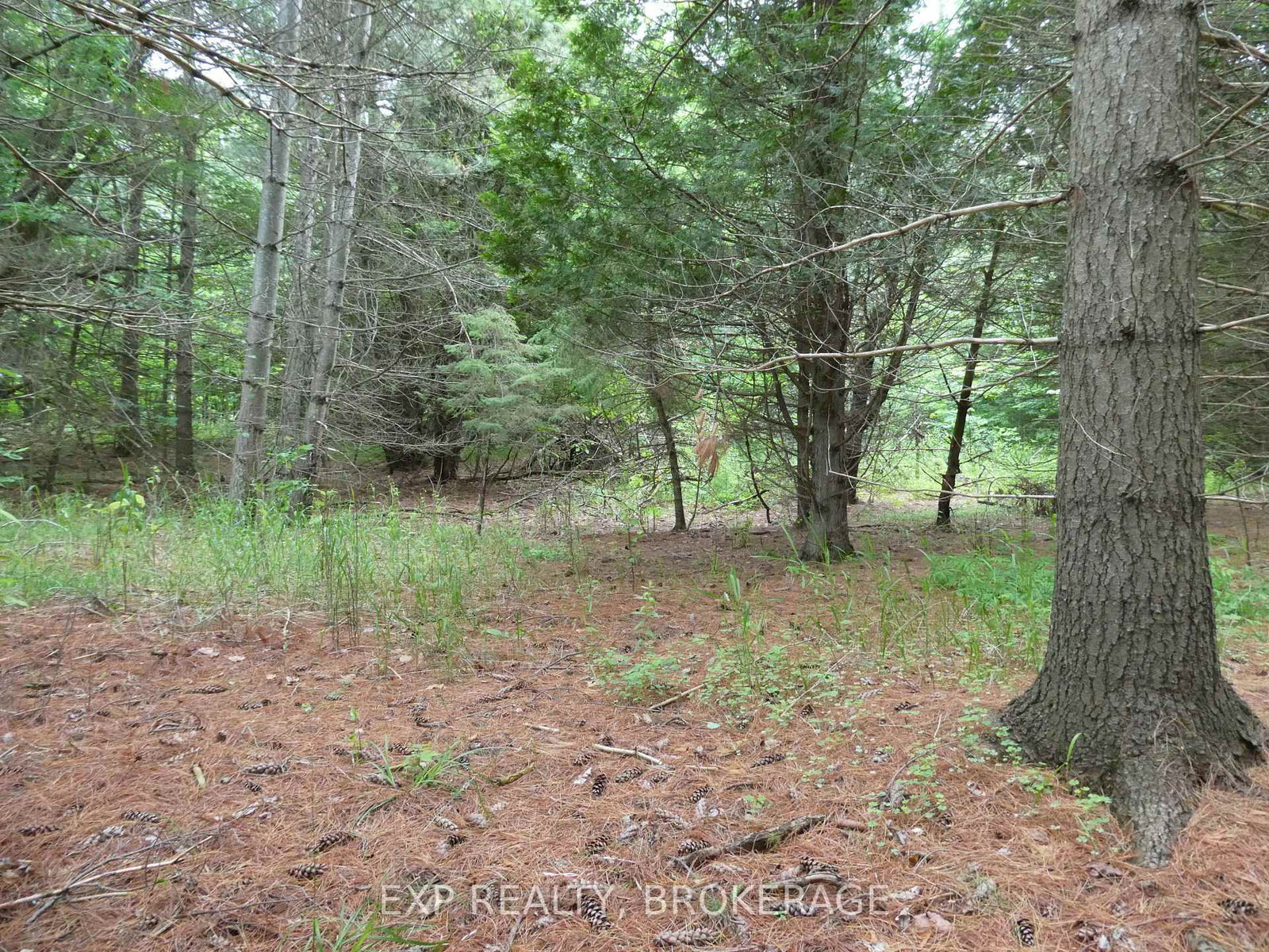 1931 ELM TREE Road • Arden, ON photo 12