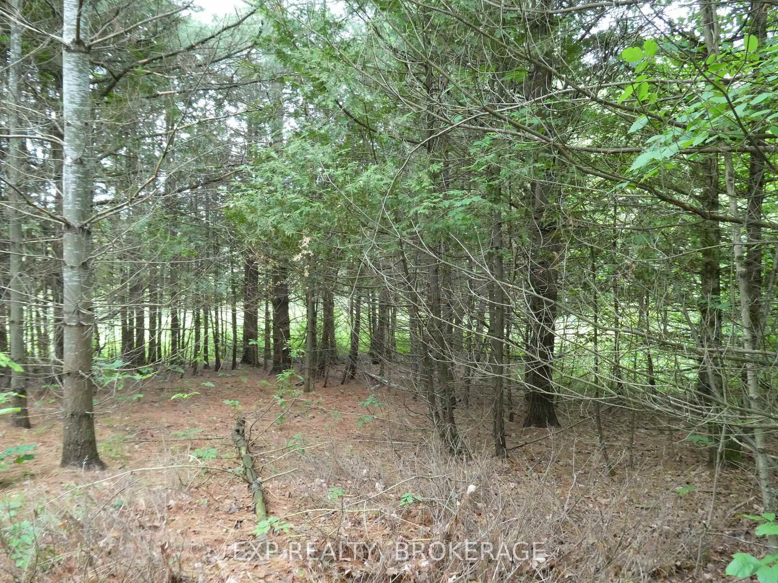 1931 ELM TREE Road • Arden, ON photo 13