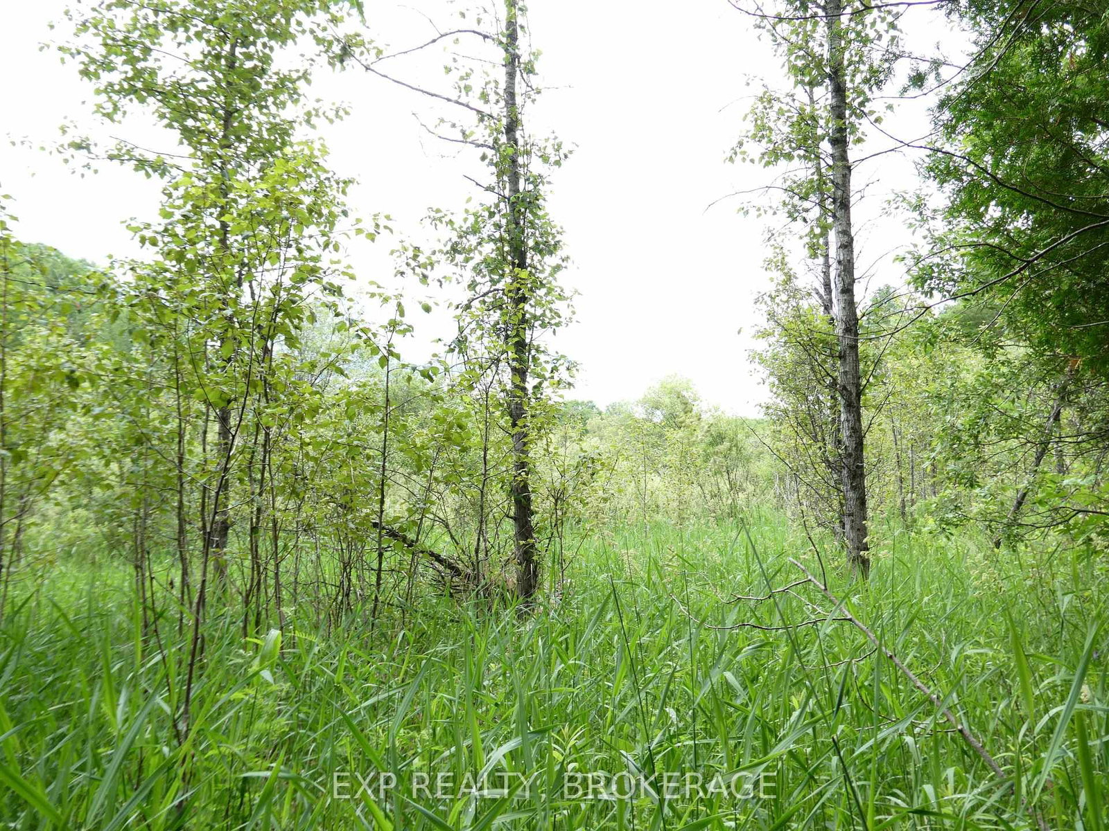 1931 ELM TREE Road • Arden, ON photo 14
