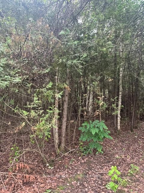 Vacant Land for sale at 0 LILAC ROAD AT PIGEON LAKE ROAD, Kawartha Lakes, Ontario, K9V 4R3 - Ops - MLS: X13492004