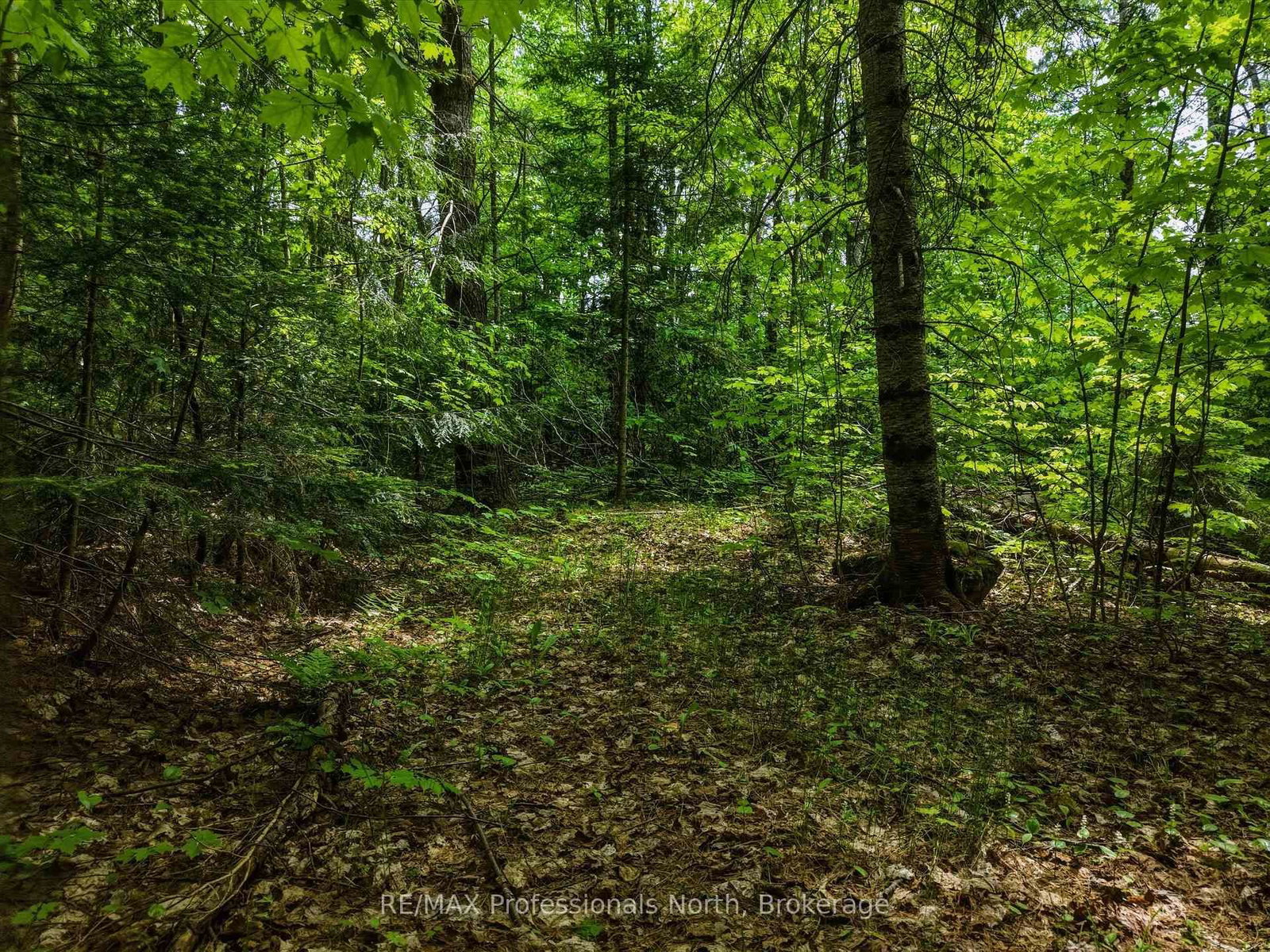 2445 Manitoba Street • Bracebridge, ON photo 6