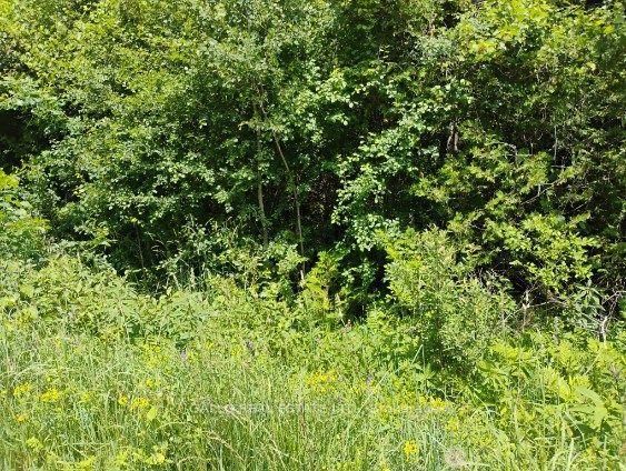 Lot 78 South Mountain Road • Kawartha Lakes, ON photo 9