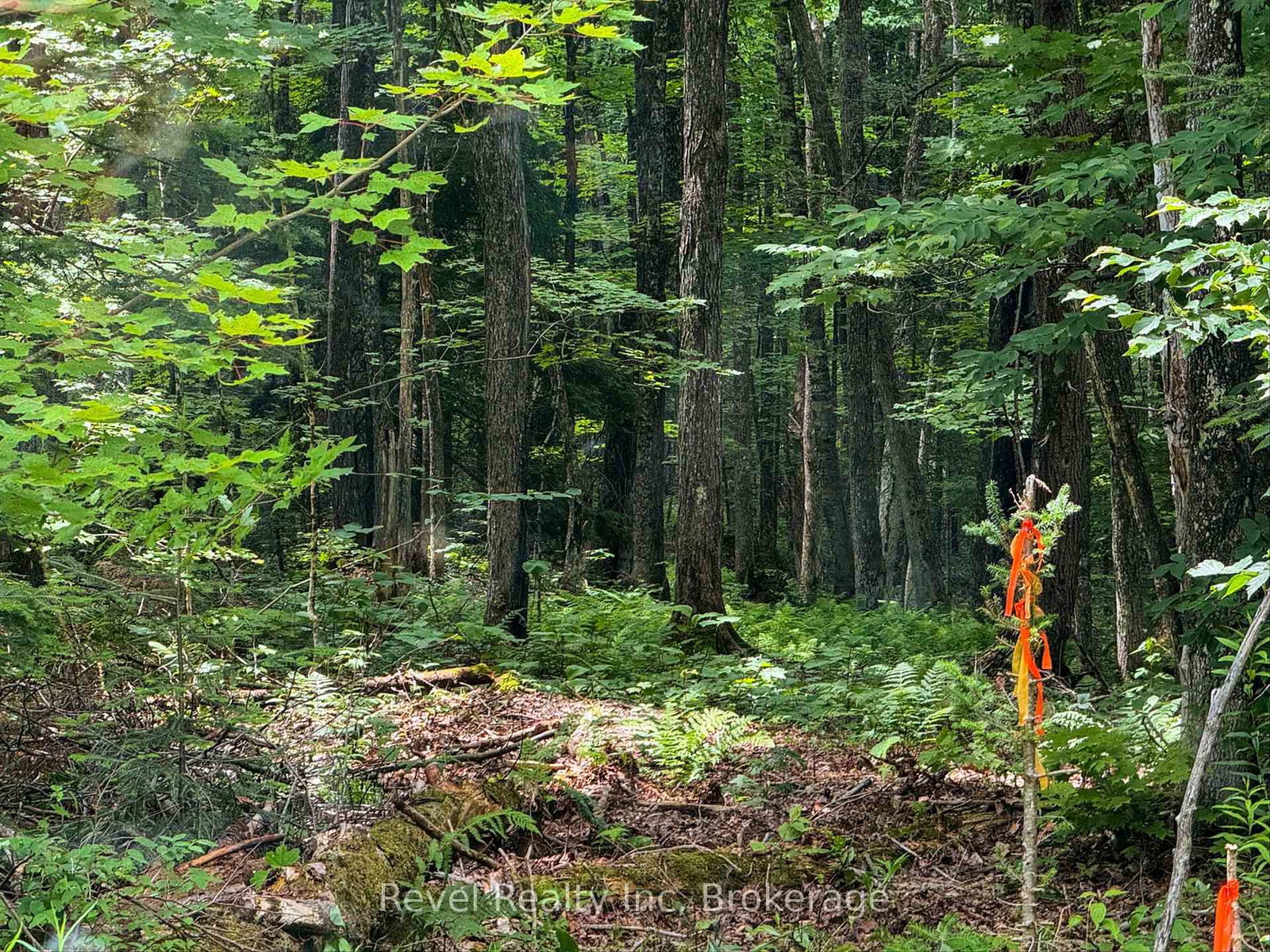 LOT 1 Bird Lake Road • Bracebridge, ON photo 3