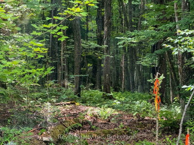 LOT 1 Bird Lake Road • Bracebridge, ON photo 3