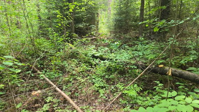 Pt Lt 28 Con 10 Chiswick Line • Chisholm, ON photo 3