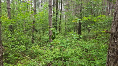 Pt Lt 28 Con 10 Chiswick Line • Chisholm, ON photo 5