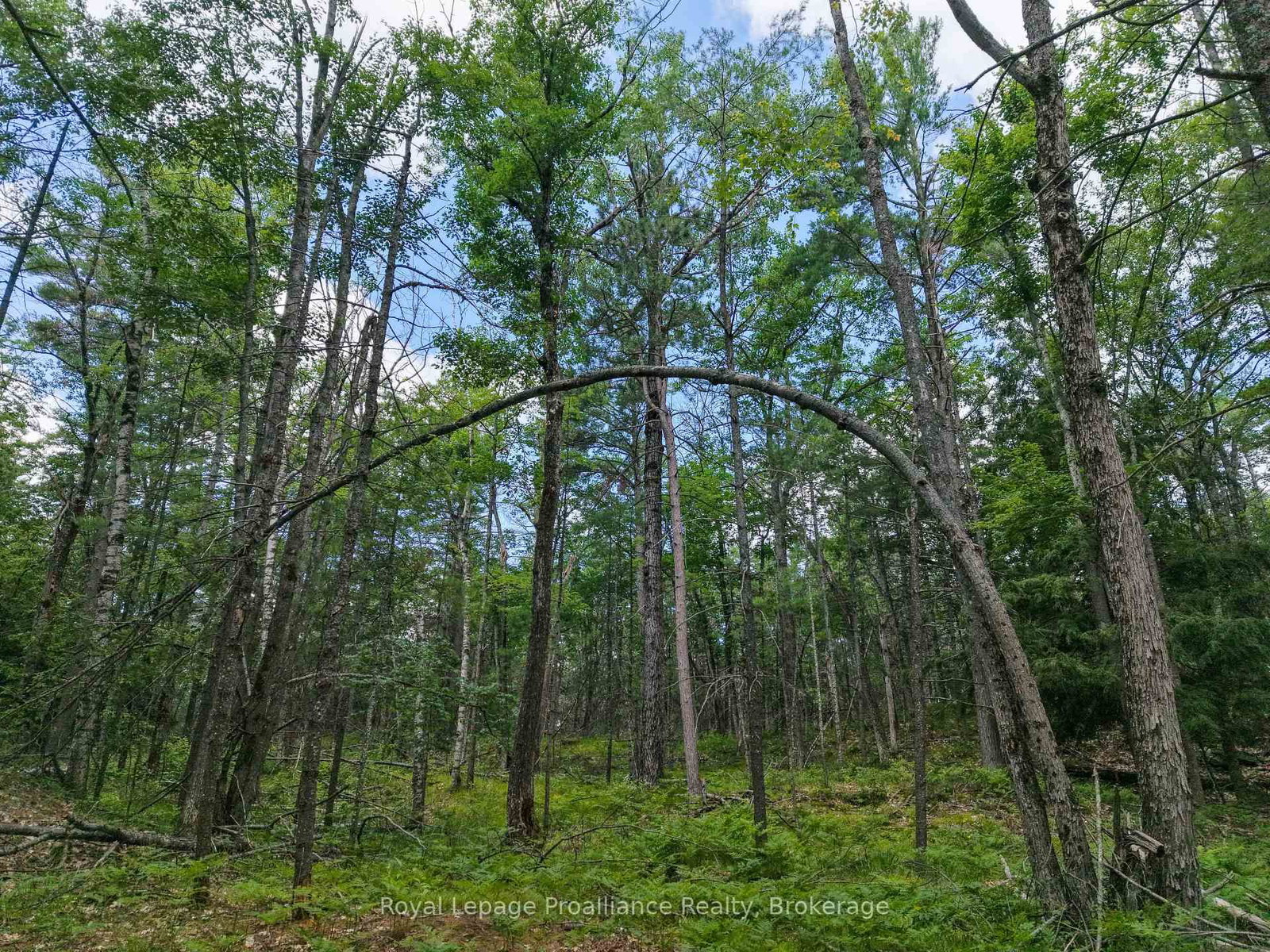 1 WAO Kasshabog Lake • Havelock-Belmont-Methuen, ON photo 28