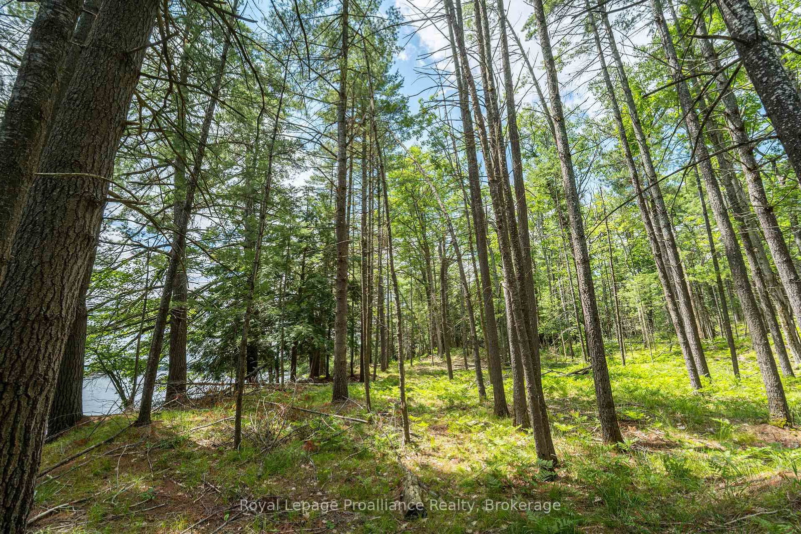2 WAO Kasshabog Lake • Havelock-Belmont-Methuen, ON photo 5