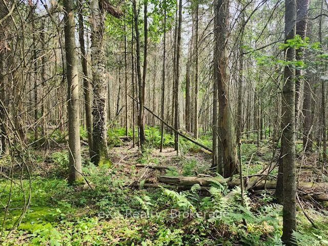 1A   PT LT 12 C Boundary Road • Parry Sound Remote Area, ON photo 2