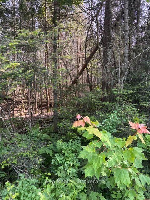 1A   PT LT 12 C Boundary Road • Parry Sound Remote Area, ON photo 3