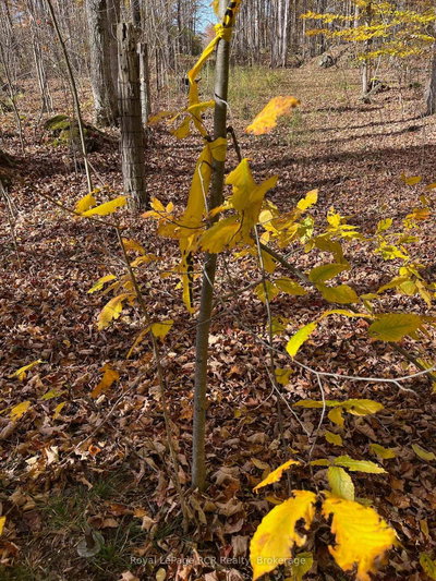 Part Lot 17 E Grey Road 17 Road • Georgian Bluffs, ON photo 8