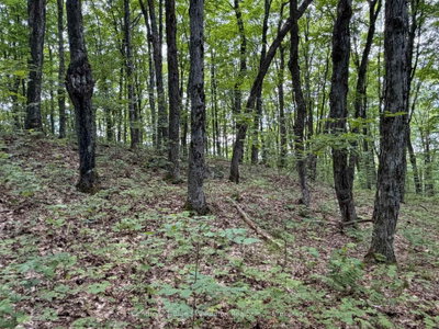 Part Lot 11 & 1 Chikopi Road • Magnetawan, ON photo 7
