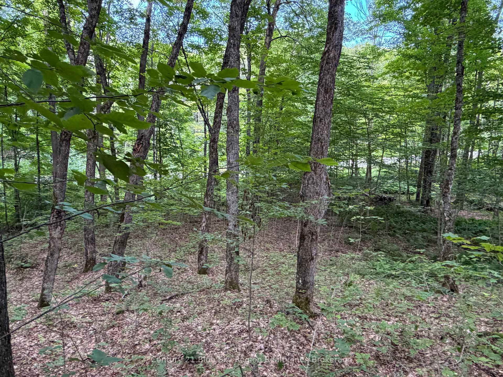 Part Lot 11 & 1 Chikopi Road • Magnetawan, ON photo 8