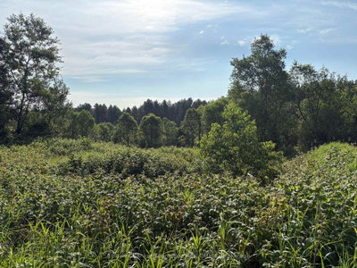 LT 12 N Municipal Road • Machar, ON photo 7