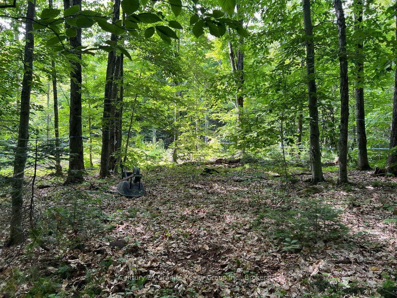 99 Forest View Road