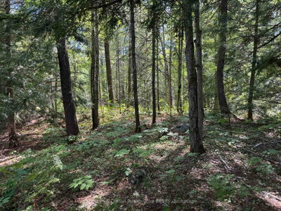 2 Island 24LM (Denison) • Gravenhurst, ON photo 6