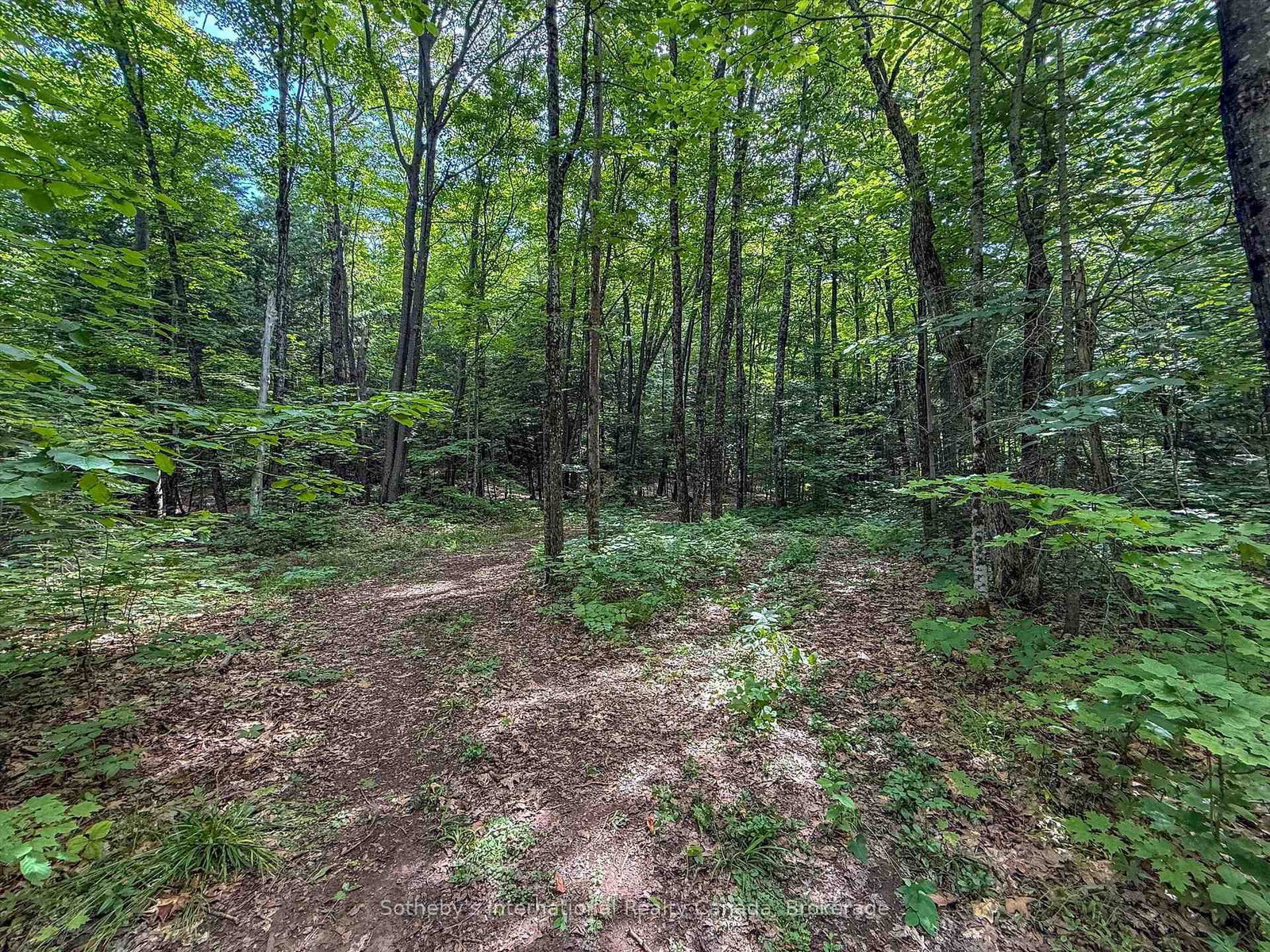1098 Old Hwy 117 • Lake of Bays, ON photo 12