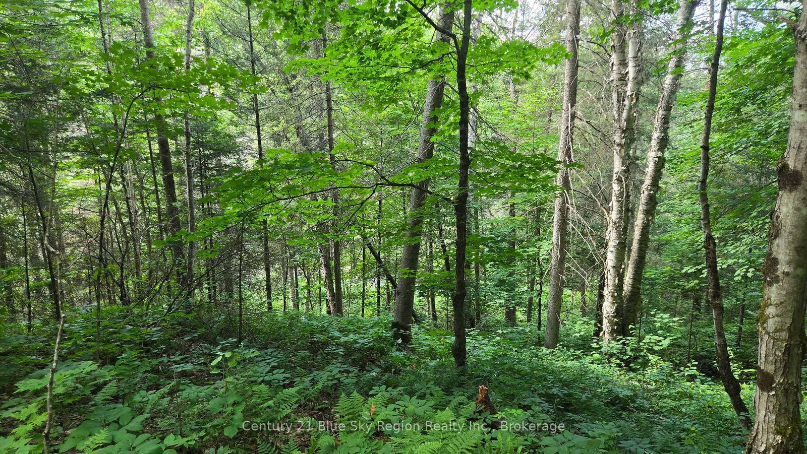 Lot 2, 3, 4, 5, Old Nipissing Road • Nipissing, ON photo 27