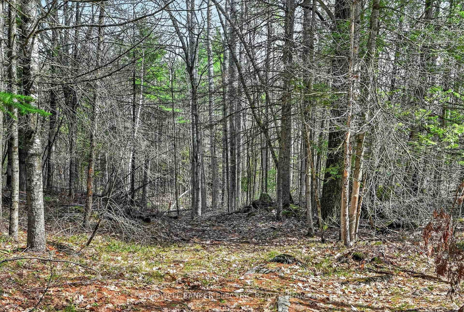 517 2nd Line Belmont • Havelock-Belmont-Methuen, ON photo 41